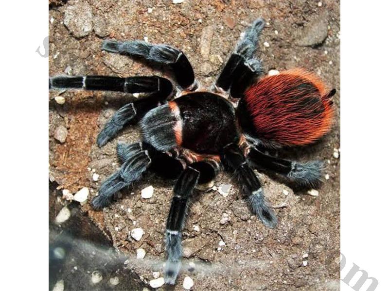Brachypelma Vagans Mexican Red Rump L3 Burada